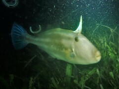 Meuschenia freycineti