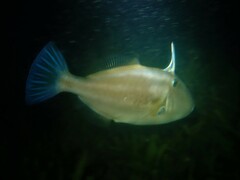 Meuschenia freycineti