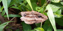 Spirama