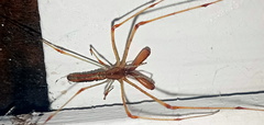 Tetragnatha