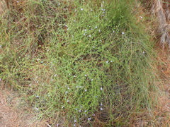 Lobelia neglecta