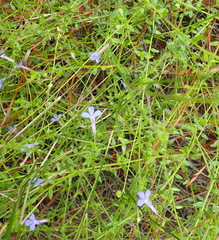 Lobelia neglecta