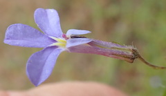Lobelia neglecta