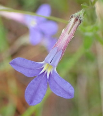 Lobelia neglecta