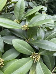 Skimmia