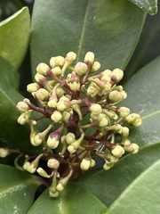 Skimmia