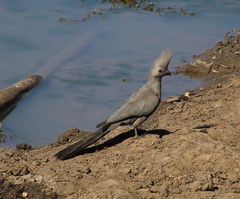 Corythaixoides concolor bechuanae