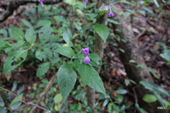 Hypoestes