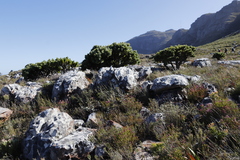 Mimetes fimbriifolius