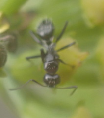 Camponotus niveosetosus