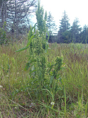 Rumex longifolius