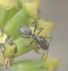 Camponotus niveosetosus