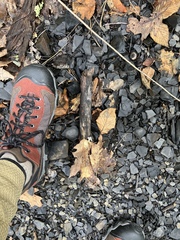 Tulasnella aurantiaca