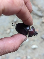 Sphaenognathus bellicosus