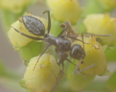 Camponotus niveosetosus