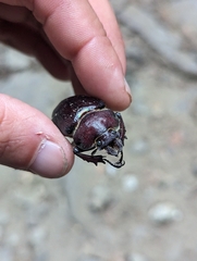 Sphaenognathus bellicosus