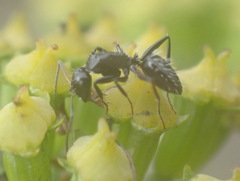 Camponotus niveosetosus