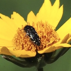 Acmaeodera ornata