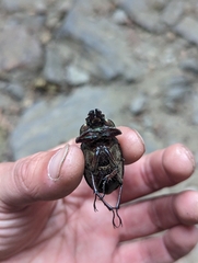 Sphaenognathus bellicosus