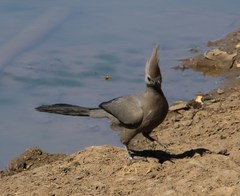 Corythaixoides concolor bechuanae