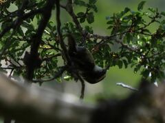 Aphrastura spinicauda