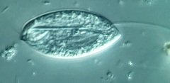 Anisonema acinus