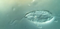 Anisonema acinus