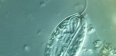Anisonema acinus