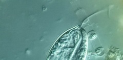 Anisonema acinus