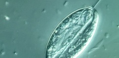 Anisonema acinus