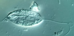 Anisonema acinus