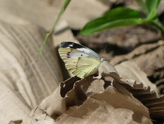 Pierinae