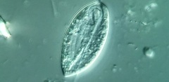 Anisonema acinus