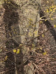 Cornus mas