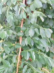 Pterocarpus erinaceus