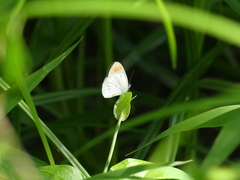 Colotis