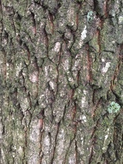 Quercus acutissima