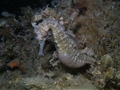 Hippocampus subelongatus