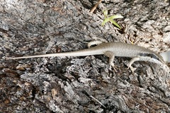 Trachylepis binotata