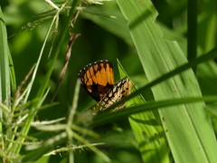 Byblia anvatara