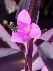 Frieseomelitta nigra