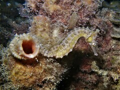 Hippocampus subelongatus