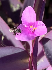 Frieseomelitta nigra