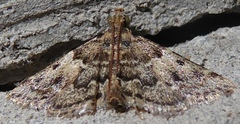 Pyralis manihotalis