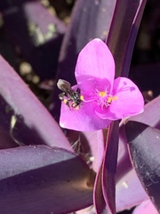 Frieseomelitta nigra