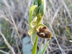 Ophrys sphegodes massiliensis