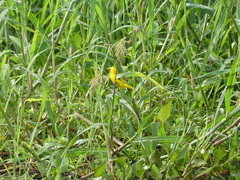 Ploceus xanthopterus