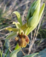 Ophrys sphegodes massiliensis