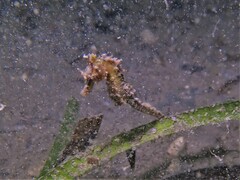 Hippocampus breviceps