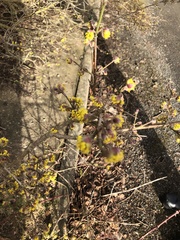 Cornus mas